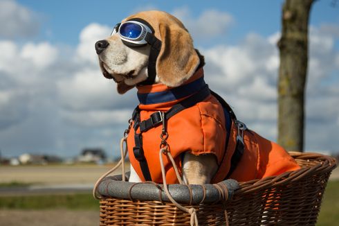 Ketahui, Ini 6 Alasan Anjing Mengenakan Kacamata Hitam