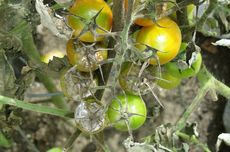 Simak, Cara Agar Buah Tomat Tidak Busuk Sebelum Dipanen