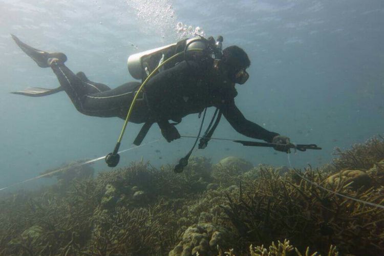 PHOTO:Salah seorang penyelam sedang membersihkan terumbu Karang di dalam laut do Perairan Kupang