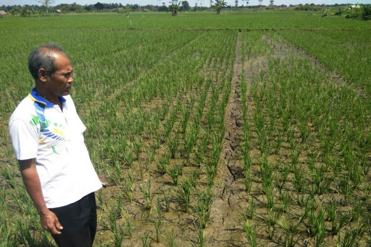 Petani memperlihatkan area sawah yang mengering di Desa Alue Buket, Kecamatan Lhoksukon, Kabupaten Aceh Utara, Selasa (19/2/2019)