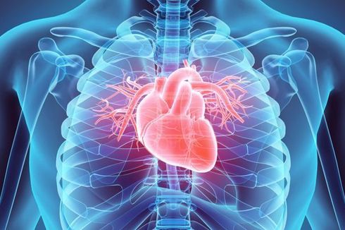 Berapa Detak Jantung Normal Berdasarkan Usia? Simak Cara Mengukurnya