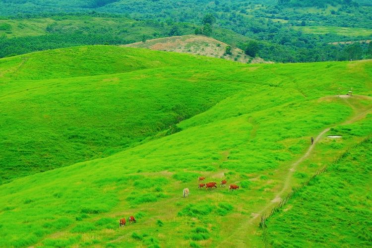 Bukit Teletubbies di Kabupaten Tanah Laut, Kalimantan Selatan. 