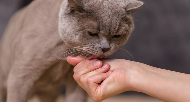 Ilmuwan Ungkap Alasan Unik Kucing Suka Menjilati Manusia