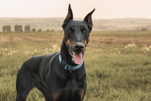 8 Negara yang Melarang dan Membatasi Anjing Doberman Pinscher 