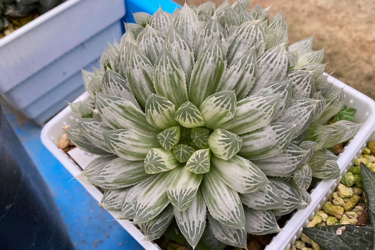 Ilustrasi tanaman sukulen Haworthia Variegata. 