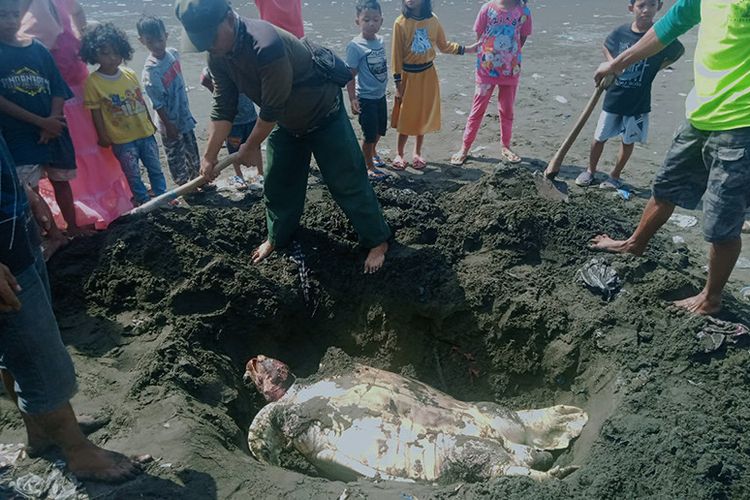 MPP Pandu Nusa Buana RKW Cilacap saat mengubur bangkai penyu hijau yang ditemukan di Pantai Teluk Penyu, Cilacap, Selasa (17/8/2021). ANTARA/HO-RKW Cilacap