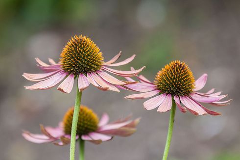 Kontraindikasi Covid-19 dan Suplemen dengan Echinacea, Ahli Jelaskan