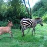 Inilah Zonkey, Hasil Kawin Silang antara Zebra dengan Keledai
