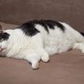 Cara Menurunkan Berat Badan Kucing agar Tidak Obesitas