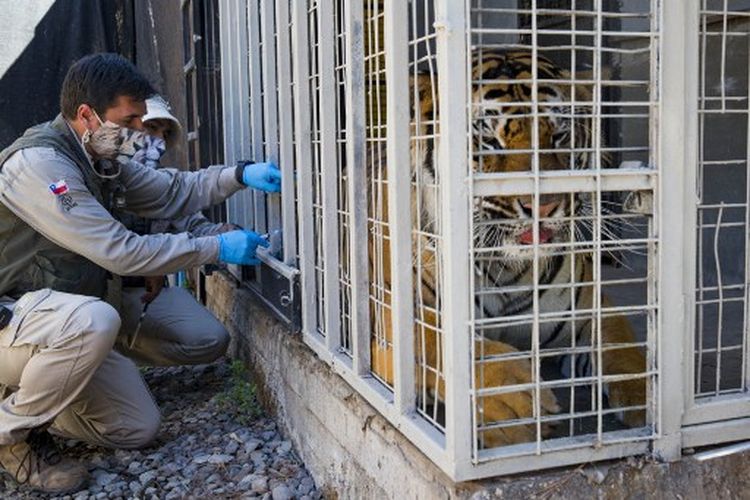 Seekor harimau Bengal bernama Charly menerima dosis eksperimental vaksin Covid-19 yang dibuat oleh laboratorium veteriner Zoetis, di Kebun Binatang Buin di Buin, Chili, Senin (3/1/2022). 