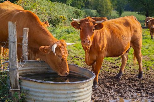 Wabah PMK, Amankah Mengonsumsi Daging dan Susu Hewan Ternak? Ini Penjelasan Akademisi UB