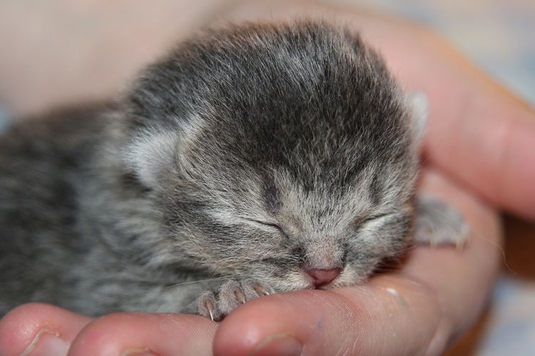 Cara membersihkan anak kucing baru lahir