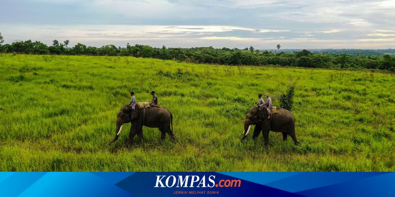 TN Way Kambas Masih Belum Dibuka untuk Idul Fitri 2021 - Vimarsana News