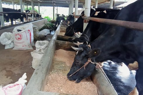 Cerita Koperasi asal Kuningan Pakai EBT, Sulap Kotoran Sapi Jadi Biogas hingga Pasang PLTS