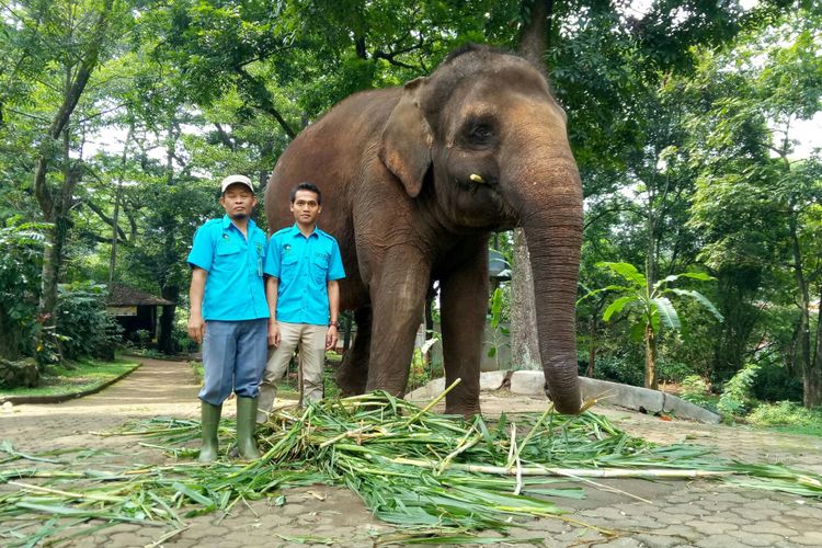 Keeper Gajah, Jeje dan Dokter hewan Bandung Zoo Dedi Tri Sasongko sedang berfoto bersama Gajah Salma.di arena gajah Bandung Zoo, Kota Bandung, Jawa Barat