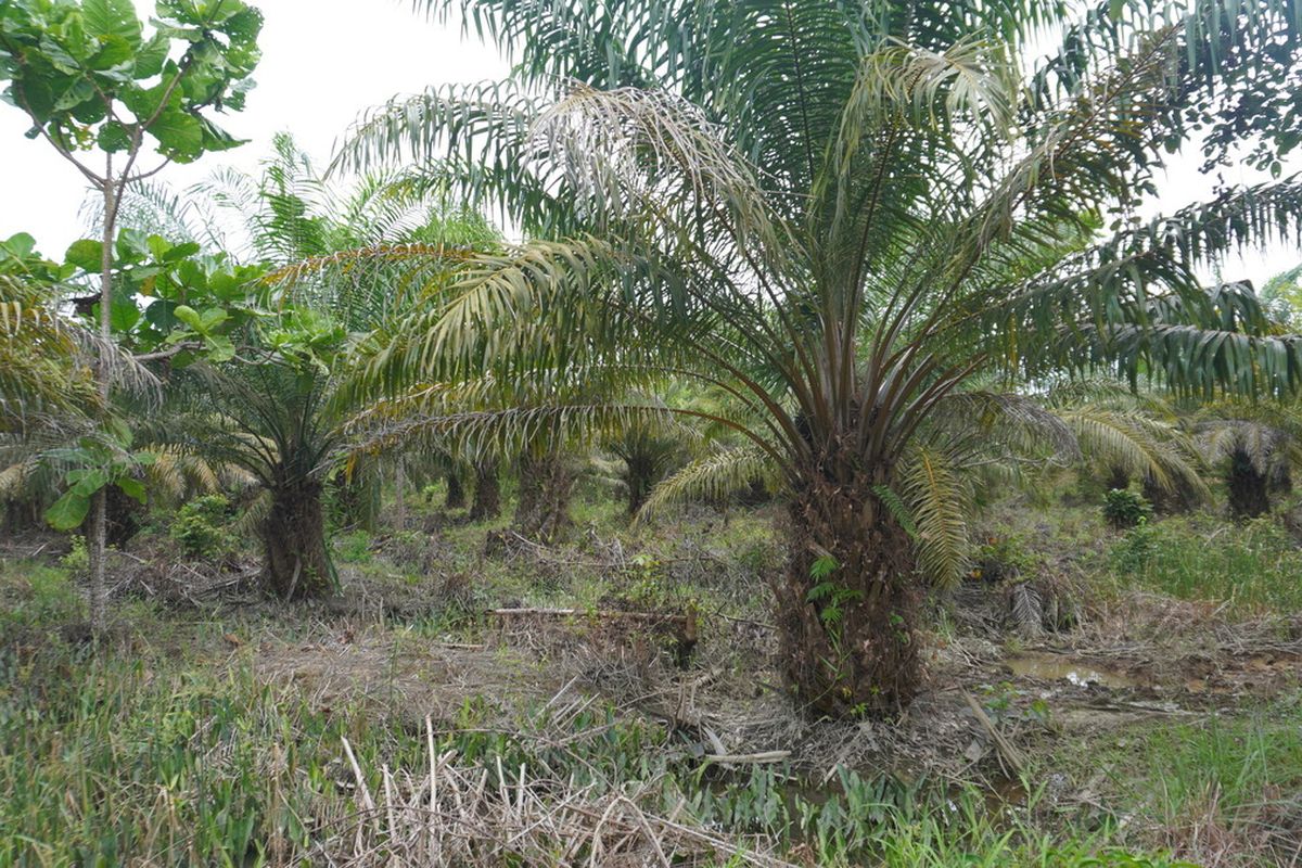 Kelapa sawit ini berada di kawasan hutan yang dikelola Kelompok Tani Nipah di Dusun III Lubuk Jaya, Desa Kwala Serapuh, Langkat. Dari seluas 242 hektare, 62 di antaranya ditanami kelapa sawit oleh pihak luar.