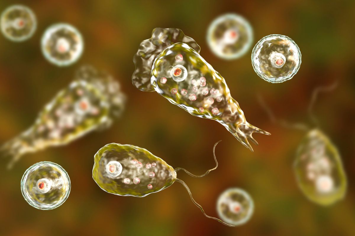Gambar amoeba pemakan otak (Naegleria fowleri). Amoeba ini dilaporkan menginfeksi seorang pria Korea Selatan dan menyebabkannya meninggal dunia.