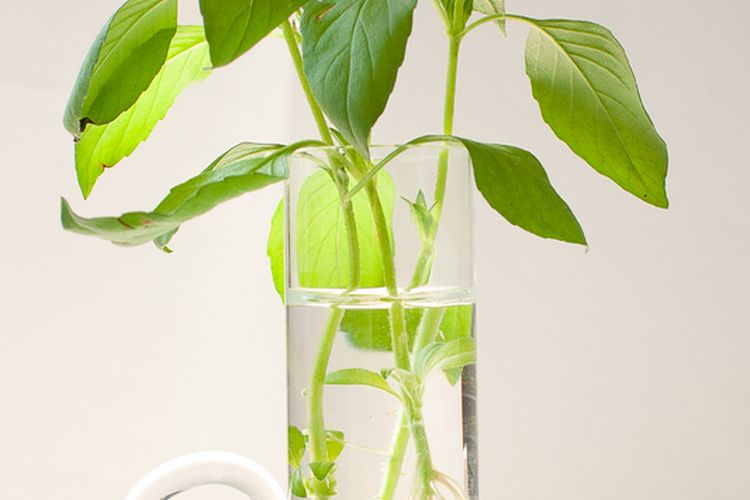 Ilustrasi menanam kemangi di air. 