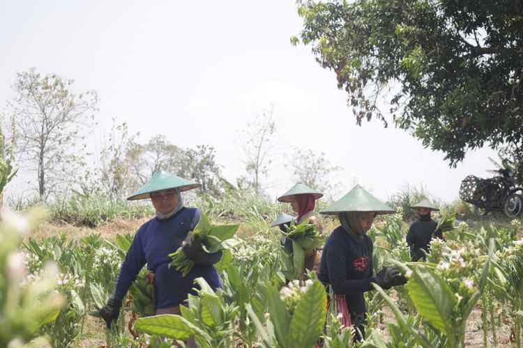 Berkah Kemarau, Petani Tembakau di Mojokerto Panen, Dihargai Rp 55 Ribu/Kilogram