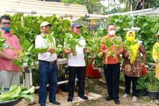 Saat Pandemi, Kelompok Tani Wanita Sunter Agung Panen Sawi 40 Kilogram