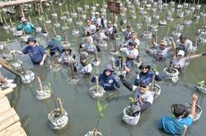 Lestarikan Lingkungan, MDKA Tanam 1.000 Bibit Mangrove di Jakut dan Bekasi