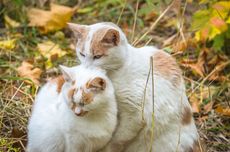 5 Penyebab Kucing Menggigit Leher Kucing Lain