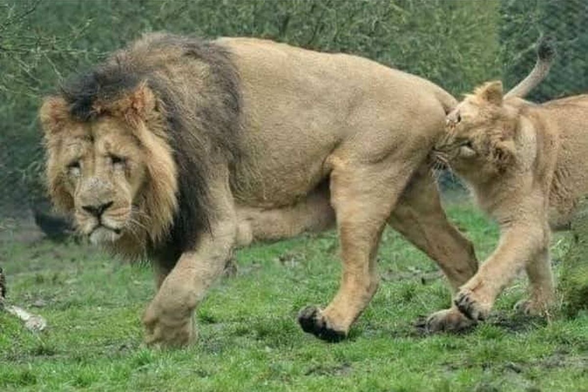 Singa betina menggigit buah zakar singa jantan tertangkap kamera. Ini bukan karena si singa betina minta kawin.