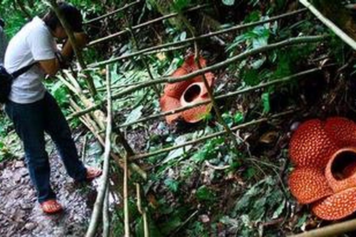 Pengunjung mengabadikan dua bunga Rafflesia arnoldii yang mekar bersamaan di Cagar Alam (CA) Taba Penanjung, Kabupaten Bengkulu Tengah, Bengkulu, Sabtu (21/7/2012). Selama ini, selain di CA Taba Penanjung bunga terbesar di duni itu kerap mekar di Hutan Lindung Bukit Daun, Kabupaten Kepahiang, Bengkulu.  