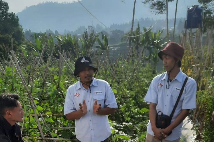 Pupuk Ajifol yang berasal dari produk samping bahan baku pembauatan penyedap rasa Ajinomoto adalah pupuk tanaman yang  memiliki sumber unsur hara mikro (yang tidak terdapat pada pupuk tanah) seperti Mn, Zn, B, dan Fe. Ajinomoto memperkenalkan Ajifol di Lembang, Kabupaten Bandung Barat, Kamis (13/7/2023).