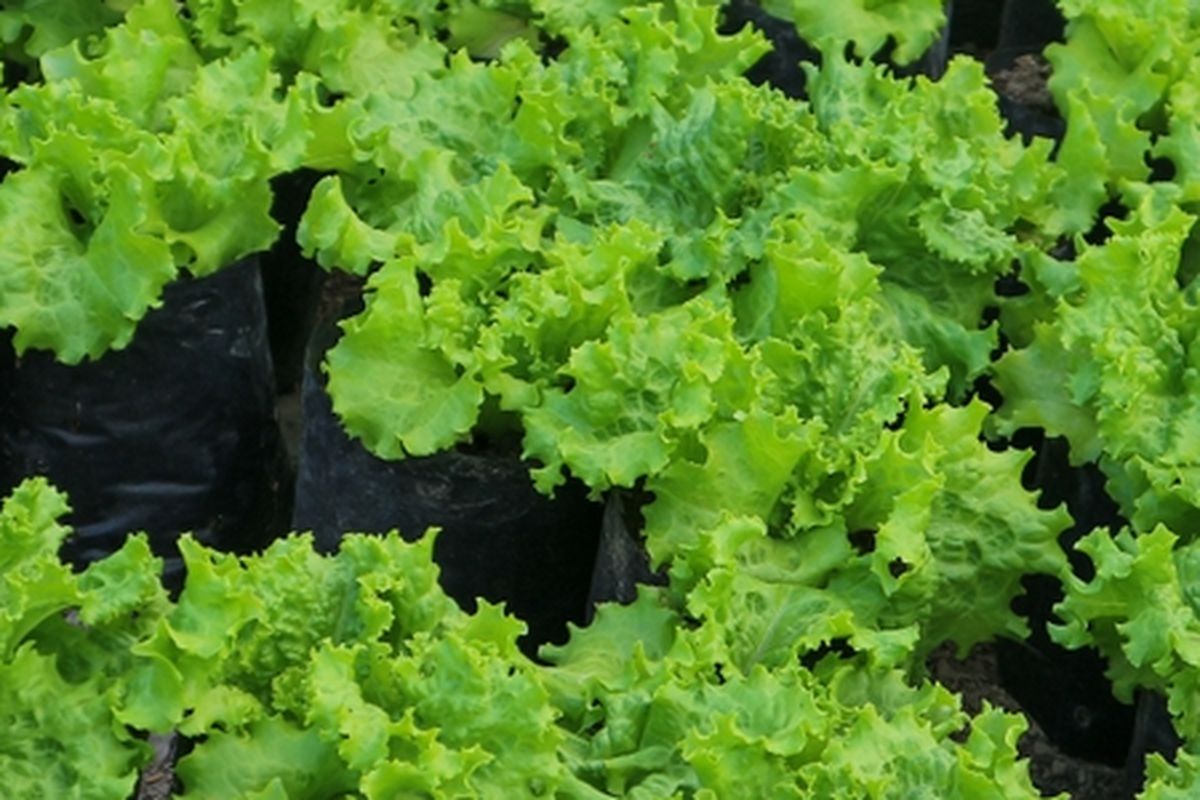 Ilustrasi menanam selada di polybag. 