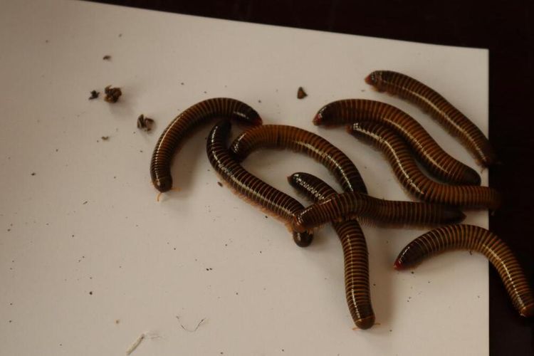 Karantina Maluku Gagalkan Pengiriman 900 Ekor Kupu-kupu dan Kelabang di Bandara Pattimura