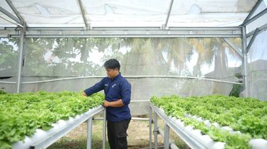 Kisah Arif di Padang: Sarjana Seni Rupa Lawan Alih Fungsi Lahan, Raup Peluang dari Urban Farming