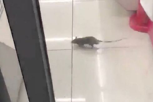 Dampak Topan Hagibis, Kawanan Tikus Serbu Kota Ini di Jepang 