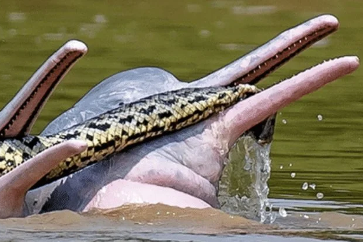 Lumba-lumba tertangkap kamera berenang dengan anaconda.
 