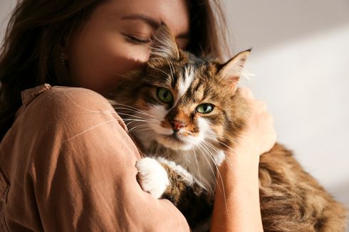 6 Tips Merawat Bulu Kucing agar Sehat dan Tidak Rontok