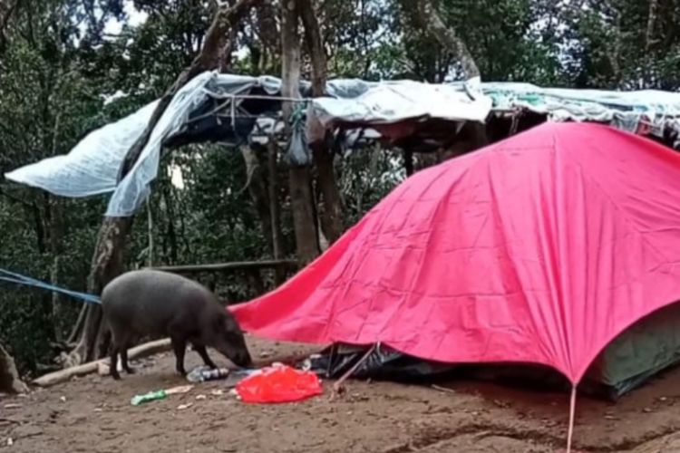 Bagas, istilah untuk babi hutan Gunung Cikuray yang kerap mendatangi tenda pendaki untuk mencari makan. 