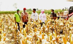 Panen Masih Berlangsung, Kabupaten Grobogan Siap Penuhi Kuota Jagung 30.000 Ton