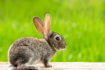 Bolehkah Kelinci Makan Nasi? Simak Penjelasannya dan Pahami Juga Beberapa Makanan yang Berbahaya Bagi Kelinci