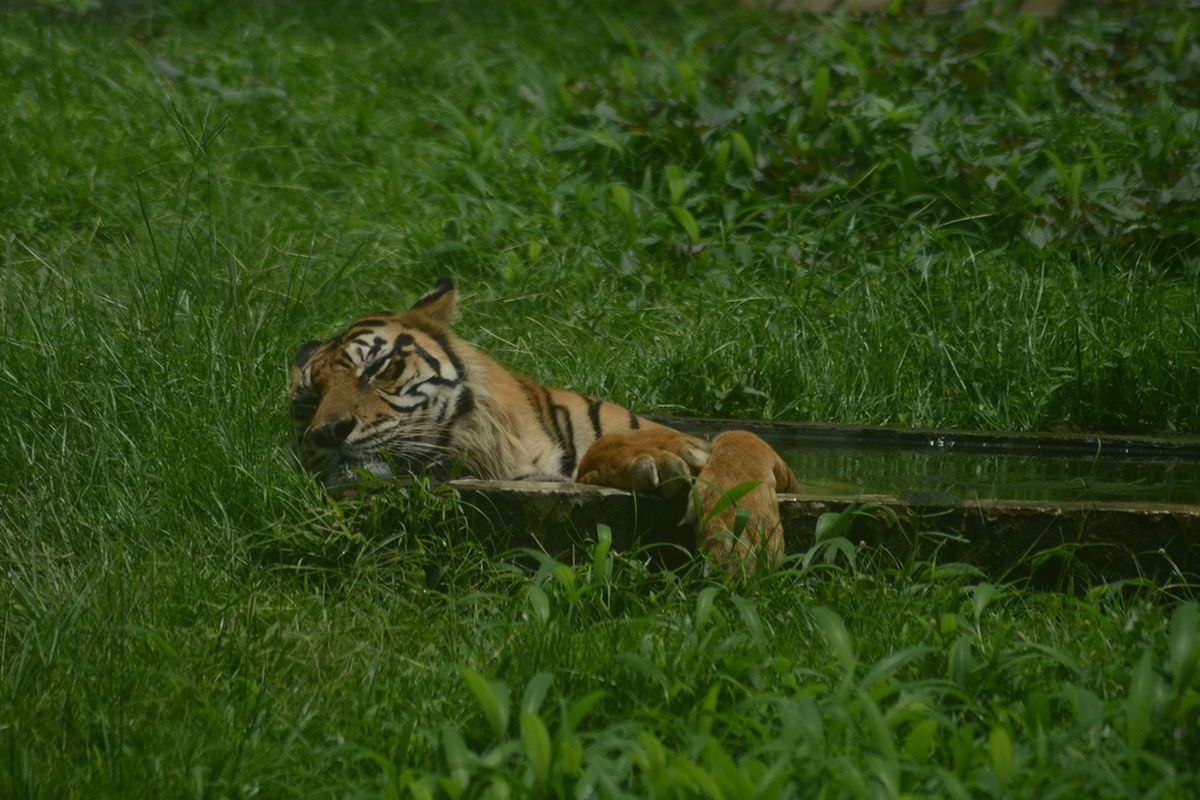 Seekor harimau sumatera berendam di kolam di kandangnya di Kebun Binatang Medan (Medan Zoo), Sabtu, 27 Februari 2016. Sejak penutupan, Medan Zoo kini menggalang koin donasi untuk kebutuhan makanan satwa.