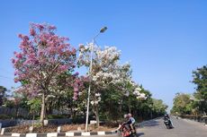 Tabebuya Hiasi Semarang bak Negeri Sakura, Mbak Ita Ceritakan Perjuangan Bertanam Bunga Ini