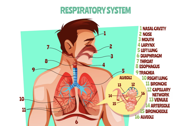 Ilustrasi bagian-bagian sistem pernapasan manusia.