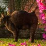Cara Menangkal Kucing Liar Tak Buang Kotoran di Taman Rumah