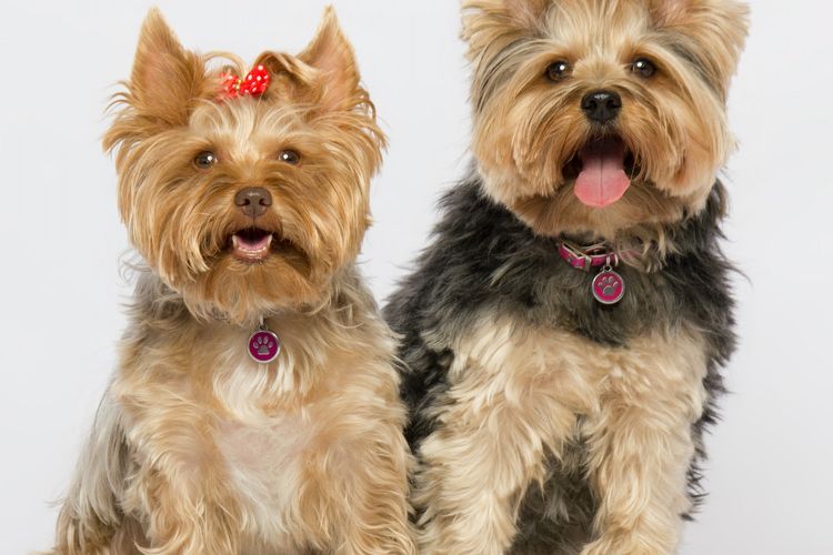 Ilustrasi anjing Yorkshire terrier. Anjing kecil ini adalah salah satu jenis anjing ras yang bisa hidup lebih lama. Anjing Yorkshire Terrier bisa hidup hingga umur 12,5 tahun.