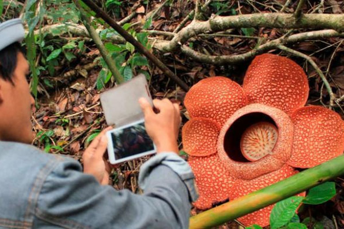 Bunga Rafflesia arnoldii mekar di Hutan Lindung Bukit Daun Register 5, Kabupaten Kepahiang, Bengkulu, Minggu (9/3/2014). Tidak seperti umumnya raflesia dengan lima kelopak, raflesia ini berkelopak enam. Diperlukan komitmen kuat banyak pihak untuk menjaga habitat asli bunga terbesar di dunia ini.
