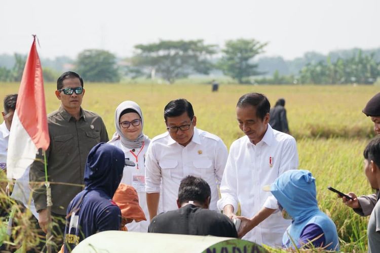 Presiden Republik Indonesia (RI) Joko Widodo (Jokowi) didampingi Pelaksana Tugas (Plt) Menteri Pertanian (Mentan) Arief Prasetyo Adi melakukan panen raya padi di Desa Karanglayung, Kecamatan Sukra, Kabupaten Indramayu, Jawa Barat (Jabar), setelah pekan lalu panen di Subang, Minggu (8/10/2023).

