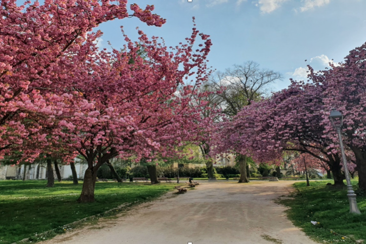 Bunga-bunga bermekaran saat musim semi di taman kota di dekat Basilika Saint-Remi, Reims. Biasanya, selalu ada orang yang bersantai atau bermain di taman ini. Namun saat ini, taman ini relatif sepi dari pengunjung.