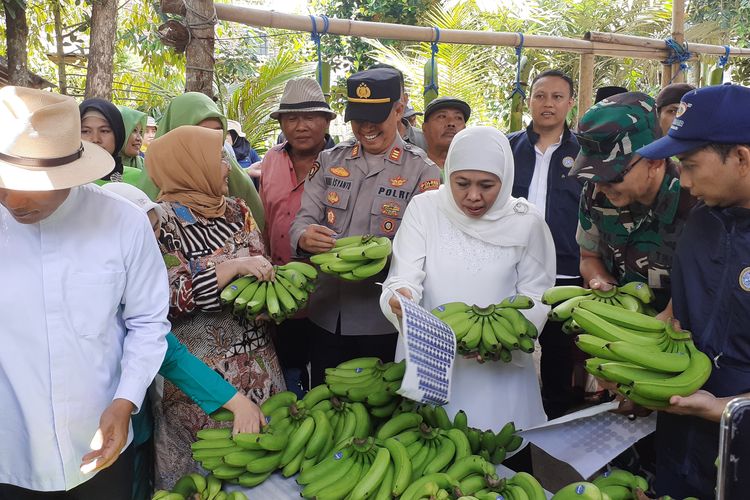 Mantan Gubernur Jawa Timur Khofifah Indar Parawansah panen pisang cavendish di Lumajang, Sabtu (23/3/2024)