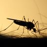 Praktis dan Mudah, Ini 5 Cara Mengusir Nyamuk di Kamar