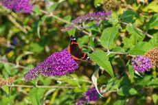 Tanam Bunga Ini untuk Menarik Kupu-kupu ke Halaman Rumah