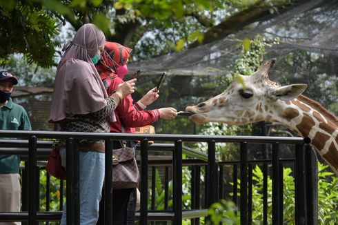 Bandung Zoo Gelar Buka Puasa Bareng Singa, Binturong, dan Burung